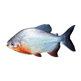 魚(yú)類(lèi)